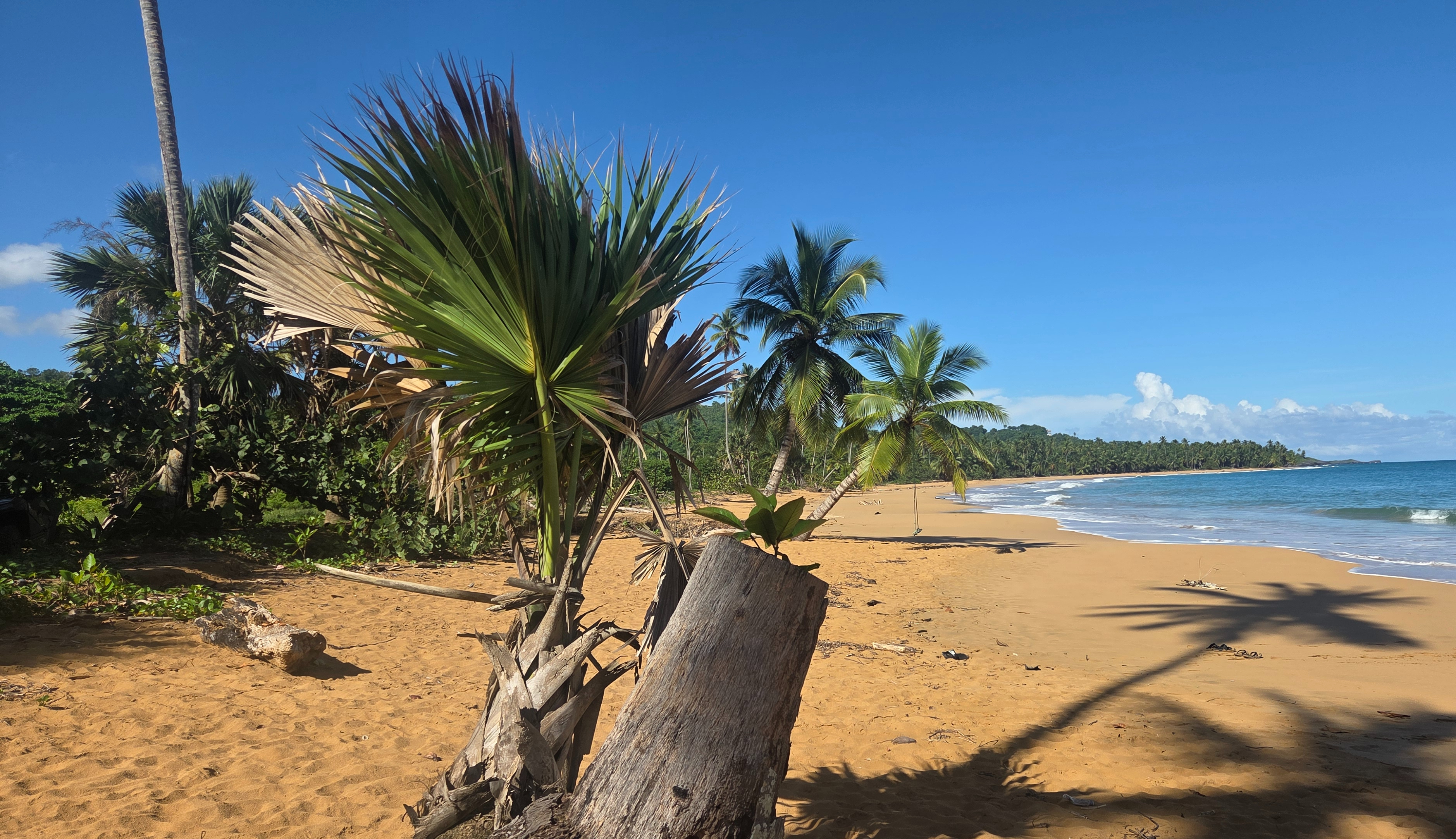 Las Canas beach with palm trees and turquoise water