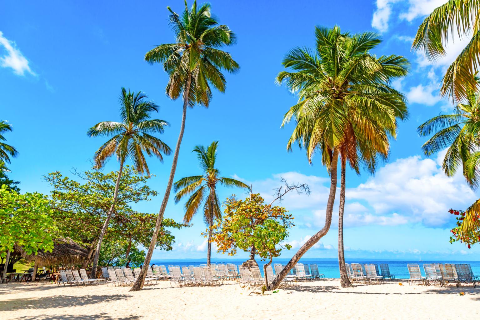 Palm trees at Cayo Levantado