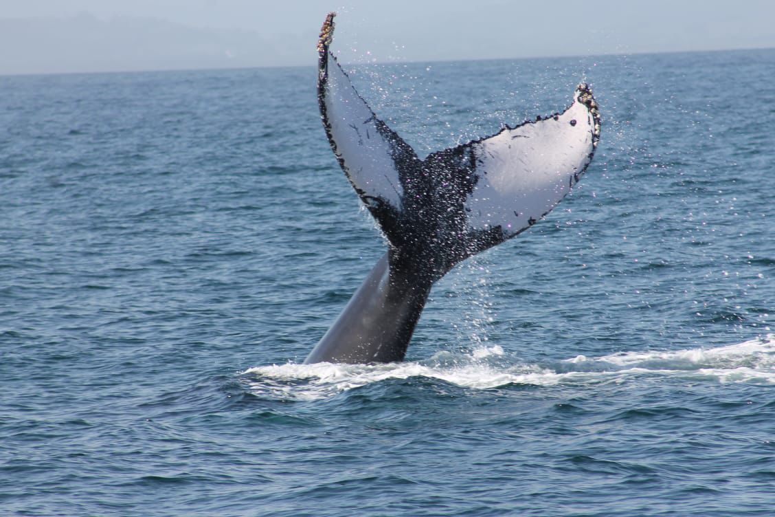 Cola de ballena en Samaná