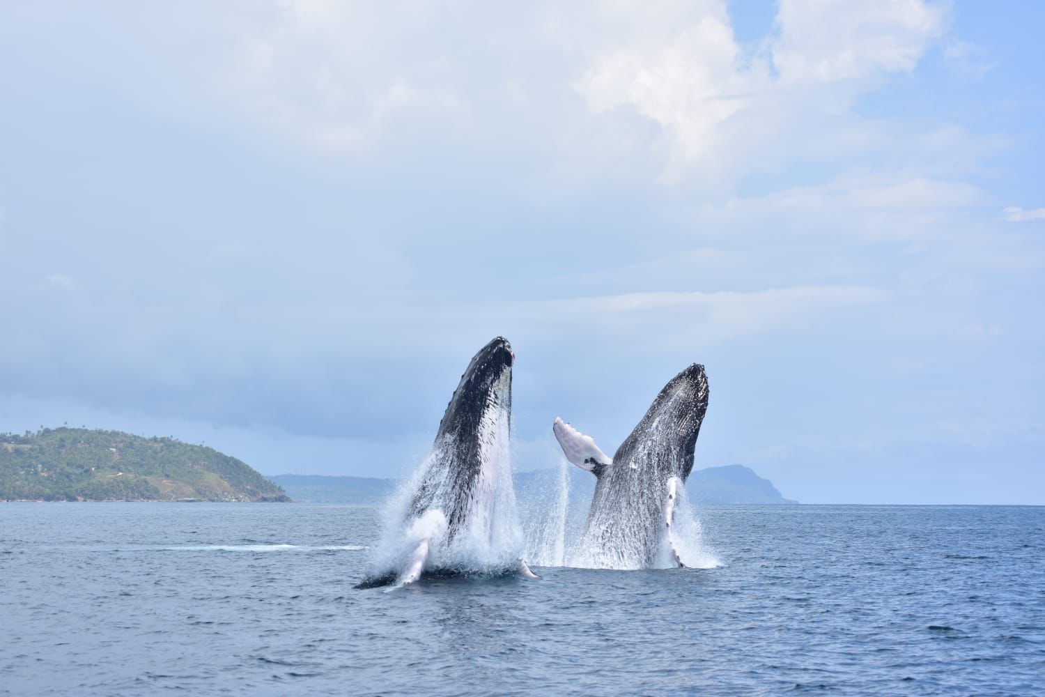 Humpback whales swimming in Samana Bay