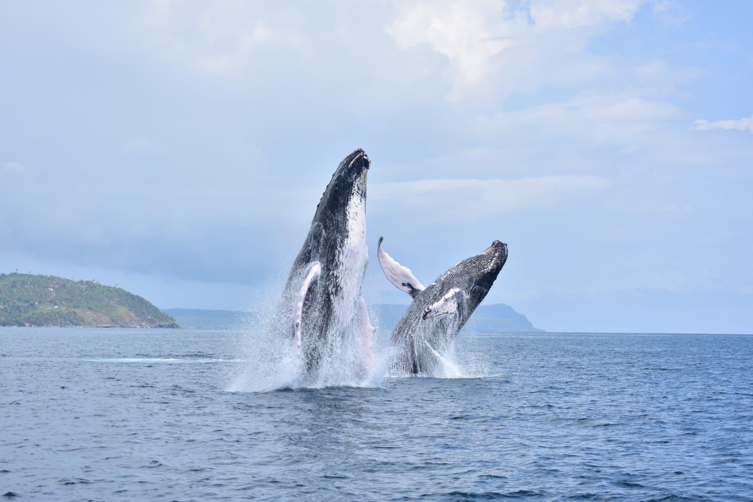 Humpback whale breaching in Samaná Bay