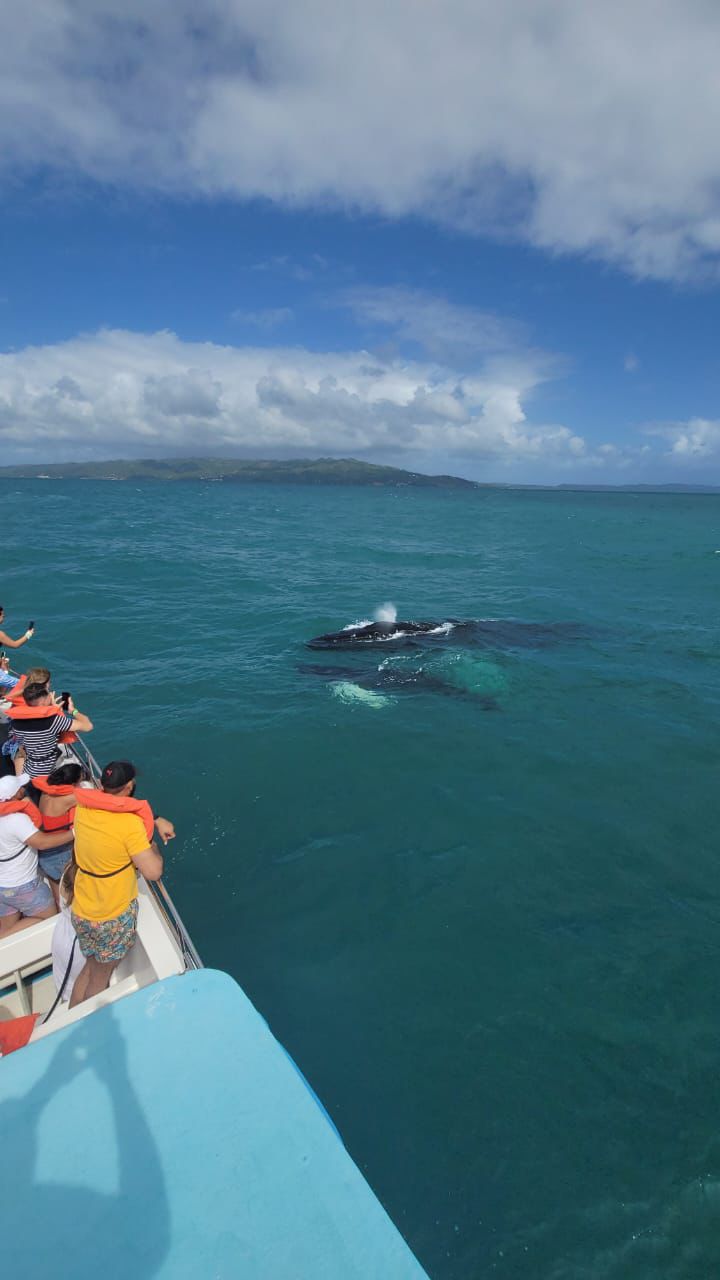 Whale tour boat in Samana