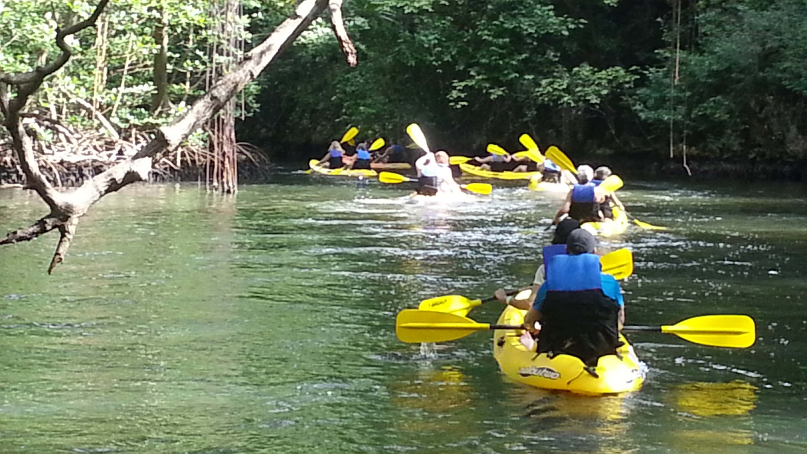 Kayaking through mangroves in Los Haitises National Park
